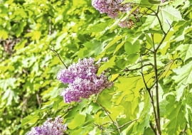 LILAKI CZĘSTO wypuszczają liczne odrosty i dlatego krzewy nadmiernie się rozrastają.