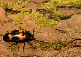 Grabarz żółtoczarny (Nicrophorus vespilloides)
