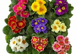 Pierwiosnek bezłodygowy