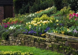 Stone wall with border in the cottage garden planted with yellow Tulipa 'Sweetheart', Narcissus and blue Viola.
