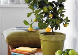 Orangenb umchen SLOWA KLUCZOWE: Apfelsine Apfelsinenbaum Baum Buch Citrus Limette Orange Orangenbaum Pflanze Schale Sch´ssel Topfpflanze Zimmerpflanze Zitrus Zitrusfrucht Hochformat