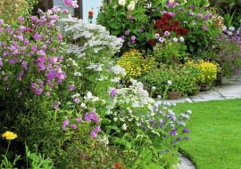 Bed of dahlias ?Franz Kafka?, ?Arabian Night? & ?Mary Baker?; godetia, oxalis & Chrysanthemum carinatum. Seen past bed of lavatera, achillea, geum & echium - Hilltop Cottage Garden Story SLOWA KLUCZOWE: Beet Beete Beh lter Bepflanzung Blumen Chrysantheme Chrysanthemum Cottage Dahlien Display Einfassung Farben Garten Gras Patio Pompondahlien Rasen Sommer Terrasse T^pfe Wege anpflanzen bepflanzen bl´hend bunt einpflanzen gelb gepflastert geschwungen krumm pflastern pink rosa rot