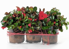 Golteria to krzewinka, która w grudniu wygląda wyjątkowo pięknie. Można ją trzymać na balkonie lub w domu