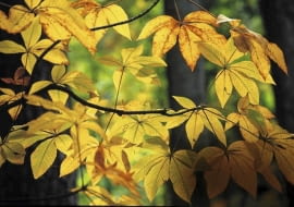 KASZTANOWIEC GŁADKI