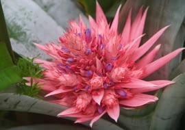 Bromelia