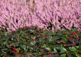 Wrzos pospolity (Calluna vulgaris) 'Annemarie'