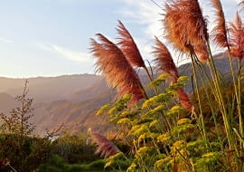 Pióropusze trawy pampasowej porastają zbocza Andów (Ameryka Południowa).