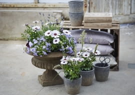 Osteospermum Asteraceae i osteospermum hybrid
