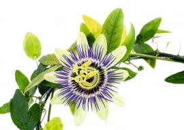 MĘCZENNICA BŁĘKITNA ma delikatne pędy i liście, ale kwiaty są spore, o średnicy 7-10 cm. Niestety, u tego gatunku właściwie nie pachną.