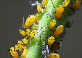 Gdy mszyce atakują rośliny domowe, lepiej zwalczać je za pomocą środków ekologicznych.