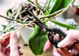 KORZENIE wyrastające poza doniczkę pod srebrzystą warstwą martwych komórek, które są rezerwuarem wody (welamen), mają żywą tkankę. Gdy welamen jest wilgotny - zielenieje. Korzenie te wycinamy dopiero, gdy zaschną 'na wiór'.