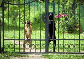 Groźny pies sąsiada. Psy mają pilnować domu, ale ich nieustanne głośne szczekanie przeszkadza sąsiadom. Właściciele powinni to sobie uświadomić