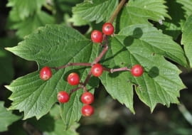 Viburnum opulus