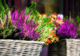 Jesienią, dopóki nie nadejdą silne mrozy, oraz zimą podczas odwilży wrzosy w skrzynkach trzeba podlewać.