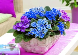 Fiołki afrykańskie kwitną w wielu kolorach, najbujniej na wschodnim oknie. Wodę wlewamy im na podstawkę.