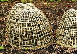 Wrażliwe byliny bezpiecznie przezimują pod czapą usypaną ze zdrowych suchych liści, najlepiej buka, dębu lub topoli, przykrytych ażurowym koszem.