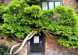 Glicynia (Wisteria) to silne pnącze o wijących się pędach. Osiąga 6-10 m wysokości, dając 1-3 m przyrostu rocznie. Wytwarza dużą masę liści, toteż wymaga mocnych podpór. Okaz na zdjęciu cięty przez wiele lat przybrał formę oryginalnego, przytulonego do muru drzewa.