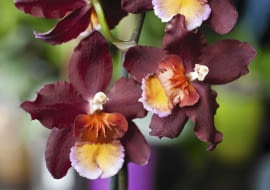 Odontoglossum haryanum - jedna z odmian.