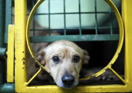 08.01.2016 Katowice , psy ze schroniska przy ulicy Milowickiej SLOWA KLUCZOWE: /FR/ Schronisko dla zwierzat