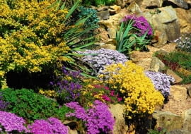 PODUCHY smagliczek, żagwinów i floksów szydlastych mają najróżniejsze kolory.