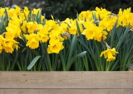 Jesienne cebulki kwiatowe