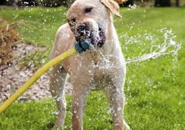 Pies w ogrodzie. Jak chronić ogród przed psem