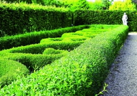 a05.07.2006 DOBRZYCA K/KOSZALINA CENTRUM OGRODNICZE HORTULUSNZ OGRODY TEMATYCZNE HORTULUSA , ROSLINY - STRZYZONE FORMOWANE ZYWOPLOTY UWAGA !!! ZDJECIA ZAMIESZCZAMY Z INFORMACJA PODPISEMHORTULUS W DOBRZYCYDLA CZASOPISMA OGRODY , KWIETNIKFOT. ARKADIUSZ SCICHOCKI / AGENCJA GAZETAPUBLIKACJA OGRODY NUMER SPECJALNY 1/2008 - OGROD DLA CIEBIE - 5 2008