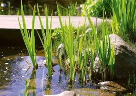 ONE TIME USE ONLY DO JEDNORAZOWEGO UZYCIA JEZIORKO WODA STAW ZBIORNIK WODNY OCZKO WODNE KAMIEN PRZEJSCIE PRZEZ WODE TATARAK ACORUS CALAMUS BYLINA ROSLINA WODNA FOT. SERWIS PRASOWY FIRMA OASE PUBLIKACJA OGRODY NR 6 (62) - 6.2004 PUBLIKACJA OGRODY NUMER SPECJALNY 1/2005 - OGRODKI WODNE - 3.2005 PUBLIKACJA OGRODY NR 5 (73) - 5.2005 PUBLIKACJA OGRODY NR 2 (82) - 2.2006 PUBLIKACJA OGRODY NUMER SPECJALNY 2/2006 - OGROD MARZEN - 6.2006