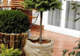 ZYWOTNIK WSCHODNI THUJA ORIENTALIS FORMA PIENNA DRZEWKO SZCZEPIONE NA PNIU OWIJANIE POJEMNIKA NA ZIME OCHRONA PRZED PRZEMARZANIEM WOREK JUTOWY PIELEGNACJA UPRAWA JESIEN FOT. PAWEL SLOMCZYNSKI / AGENCJA GAZETA PUBLIKACJA KWIETNIK NUMER SPECJALNY - BALKONY I TARASY - WIOSNA 2003 SLOWA KLUCZOWE: ROSLINY OGRODNICTWO ZDJĘCIE DO WKŁADKI: PUBLIKACJA KWIETNIK NUMER SPECJALNY - BALKONY I TARASY - CZASOPISMA