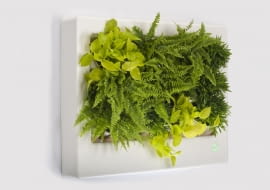 zieleń, rośliny, technologia, ekologia, eko, design