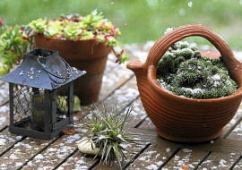 Rośliny zimozielone na balkonie i tarasie trzeba podlewać, by nie doznały suszy fizjologicznej