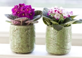 Te okzay fiołków wstawiono do wysokich osłonek, więc ich doniczki nie sięgają dna. Aby je podlać, lepiej je przeniść na tackę z wodą. Gdy podłoże odpowiednio nasiąknie, doniczki przenosimy z powrotem do osłonek. woda,