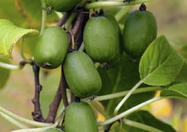 OWOCE AKTINIDII OSTROLISTNEJ 'VITIKIWI' dojrzewają w październiku i mają 2,5-3,5 cm długości. Te, które powstały bez zapłodnienia, nie mają nasion.