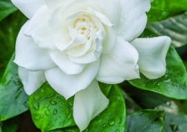 6White blooming Gardenia flower with shiny green leaves