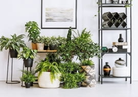 Ściana z zielonych roślin może być ciekawą aranżacją mieszkania