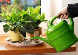 12.10.2006 WARSZAWA , DLA KWIETNIKA , WNETRZA , PIELEGNACJA ROSLIN , NAWILZANIE ROSLIN DONICZKOWYCH - PODSTAWKA Z KAMYKAMI I WODA FOT. LUKASZ ZANDECKI / AGENCJA GAZETA PUBLIKACJA MAGNOLIA NR 11 (7) - 11 2012 SLOWA KLUCZOWE: WNETRZE ROSLINA OGRODNICTWO PIELEGNACJA ZDJcCIE DO WKüADKI: PUBLIKACJA MAGNOLIA NR 11 (7) - CZASOPISMA