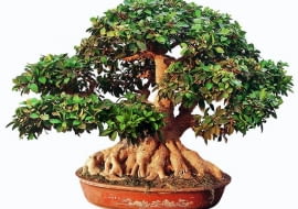 BONSAI FIKUS TEPY FICUS RETUSA STYL MAYOGI WIEK OK 80 LAT