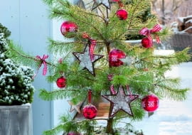 Sosna pospolita rzadko trafia na salony z uwagi na luźny pokrój i rzadkie igły.