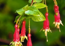 Fuksja (FUCHSIA SPLENDENS) o wzniesionych pędach osiąga 0,5-1 m wysokości. Jej kwiaty mogą mieć długość 3,5-7 cm.