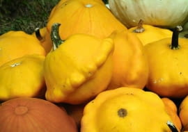 28.09.2004 WARSZAWA DZIEN DYNI SZKOLA GLOWNA GOPODARSTWA WIEJSKIEGO ( SGGW ) WARZYWNIAK DOSWIADCZALNY DYNIA DYNIE DYNIOWATE NZ. PATISON NAJNOWSZA ODMIANA FOT. WOJCIECH SURDZIEL / AGENCJA GAZETA