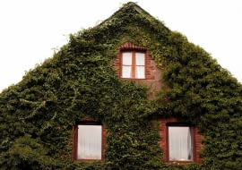 Pnączy nie można sadzić przy starych, sypiących się tynkach