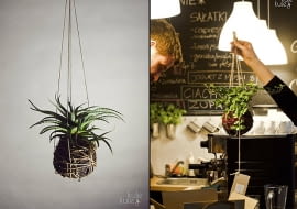 KuleKule, Kule, rośliny bez doniczek, kwiaty bez doniczek, polski projekt, polski design