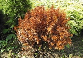 Zniszczony krzew usuwamy z korzeniami, by nie zakaził sąsiednich roślin.