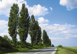 Topola włoska (Populus nigra 'Italica') to popularna odmiana topoli czarnej. Ma wąską koronę, dorasta do 25 m i jest krótkowieczna - dożywa kilkudziesięciu lat.