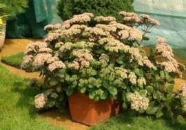 05.09.03 ZABORZE WOJEWODZTWO SLASKIE FIRMA PLANTPOL BYLINY ROSLINY BALKONOWE SEDUM SPECTABILE ROZCHODNIK OKAZALY