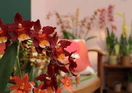 Storczyki na walentynki