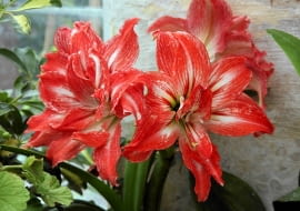 W chłodniejszych pomieszczeniach (18-20 st.C) amarylis będzie kwitł dłużej - nawet przez miesiąc. W przegrzanych szybko zmarnieje.