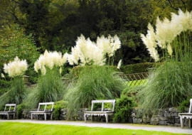 Tall striking pampas grasses (Cortaderia selloana), The Autumn Garden, Ilalm Hall, Derbyshire, UK