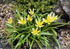 Tulipan późny dorasta do wysokości 15-20 cm.