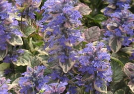 Dąbrówka rozłogowa 'Burgundy glow'